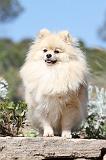 SPITZ ALLEMAND 243